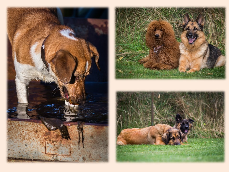 Hundeschule Schlage | Fotoshooting