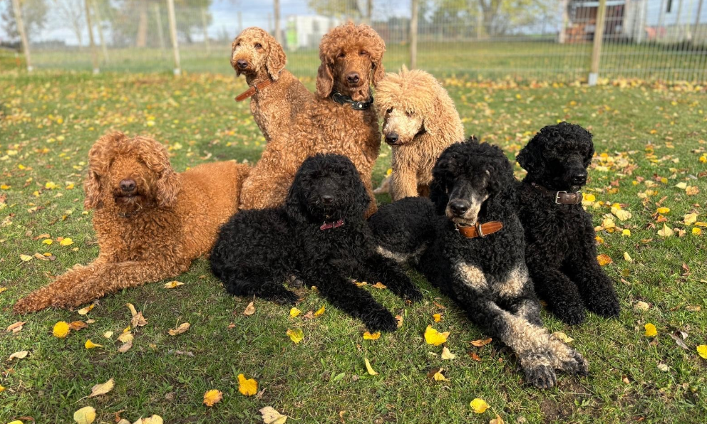 Hundeschule Schlage | Tier-/Therapiezentrum Mecklenburg - Vorpommern